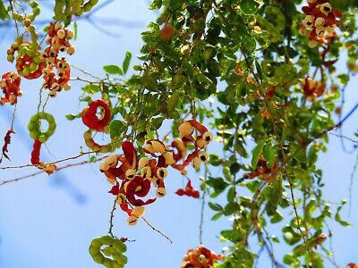 Imported Seeds Jangle Jalebi