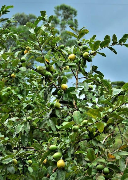 Imported Seeds Guava
