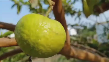 Imported Seeds Guava